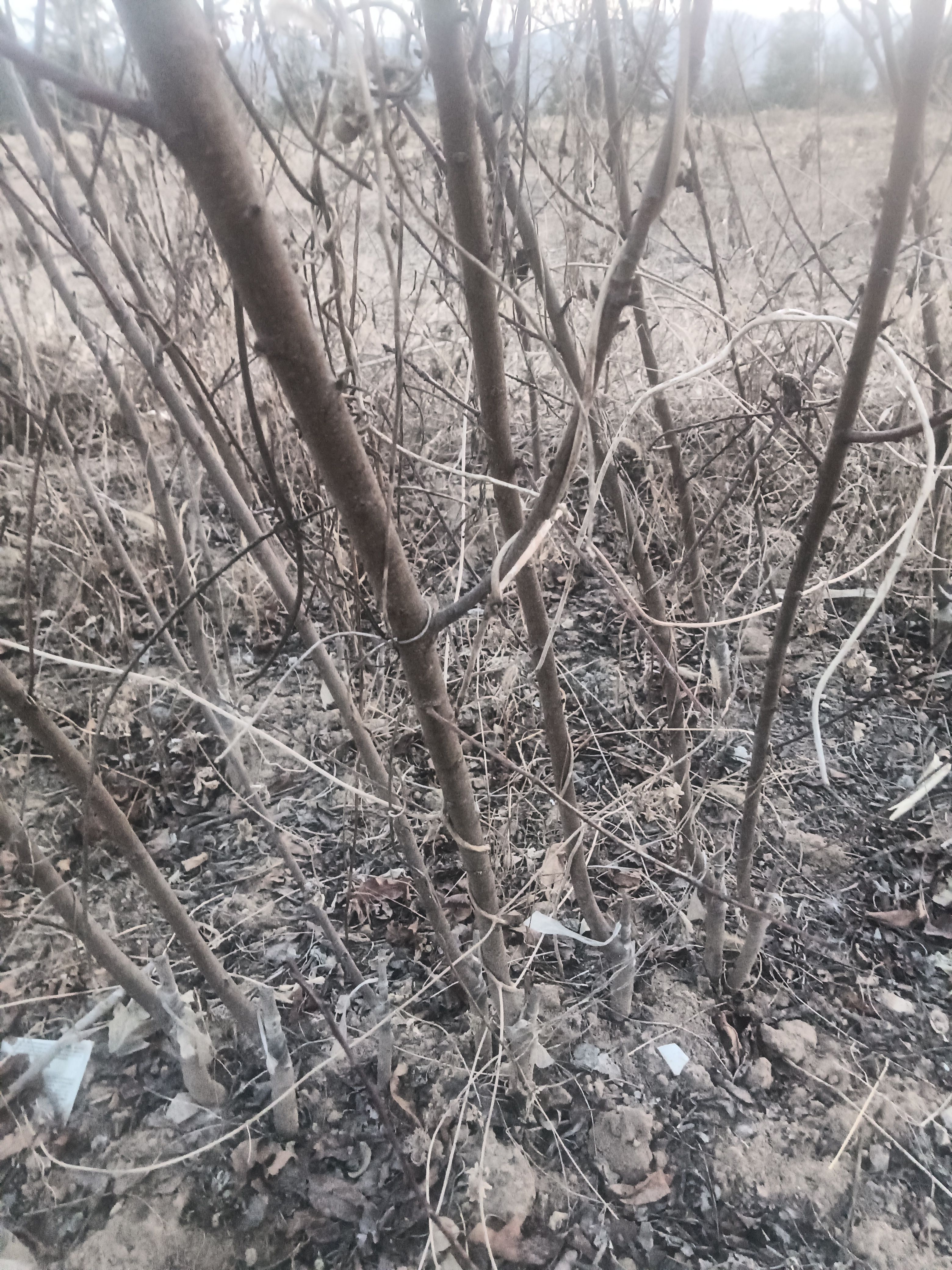 紫叶叶碧桃，红叶碧桃苗，观赏绿叶碧桃苗，红叶碧桃苗