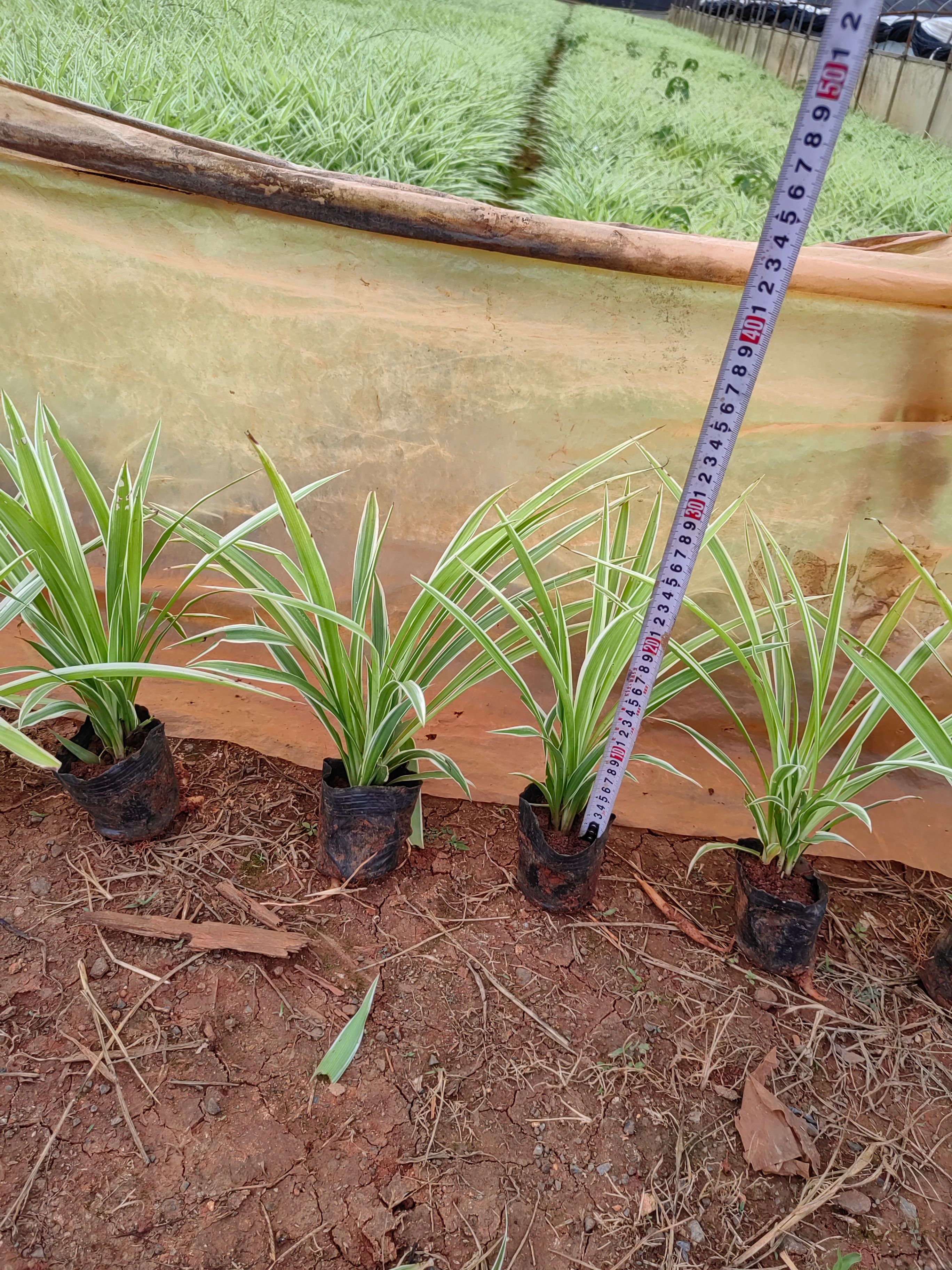 银边吊兰，云南昆明银边吊兰种植园种植一手货源