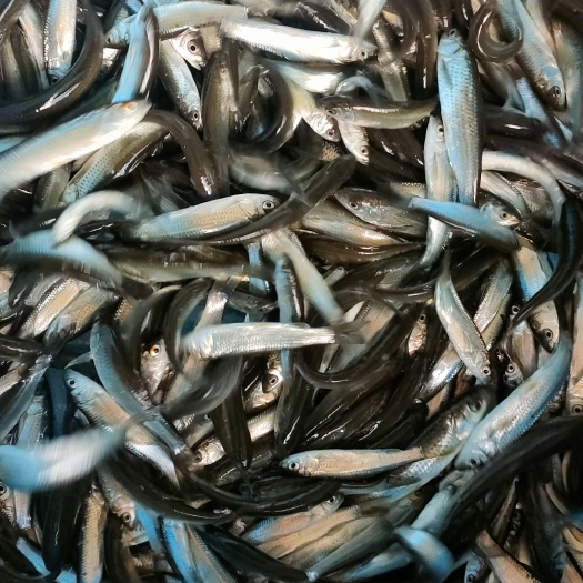 博罗县赤眼鳟鱼苗红眼鱼苗参鱼苗金龙银龙饲料鱼鱼生食材的鱼苗养殖鱼苗