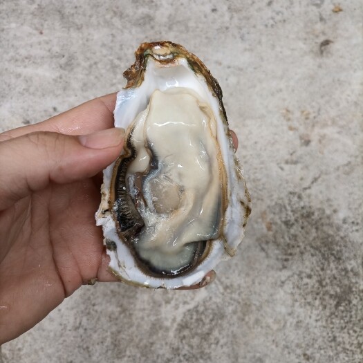 台山市大量批发各规格生蚝