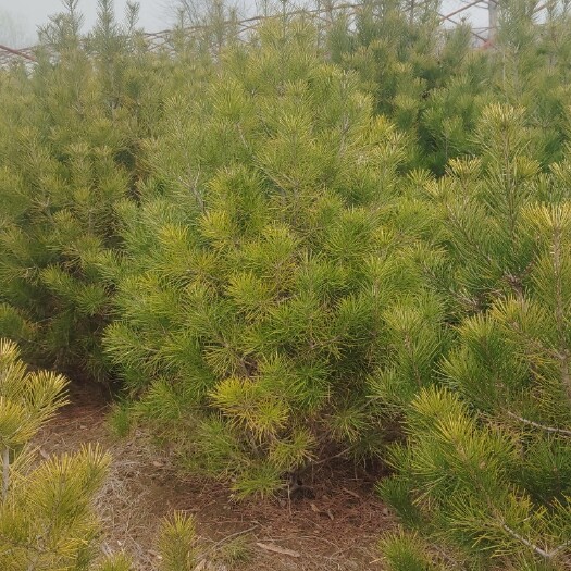 新沂市白皮松绿化雪松树苗圣诞树香柏宝塔松植物常绿四季常青行道树
