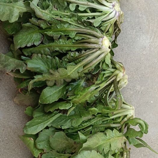 虞城县荠荠菜
