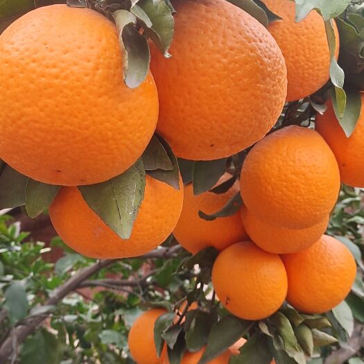 仁寿县四川清见橙