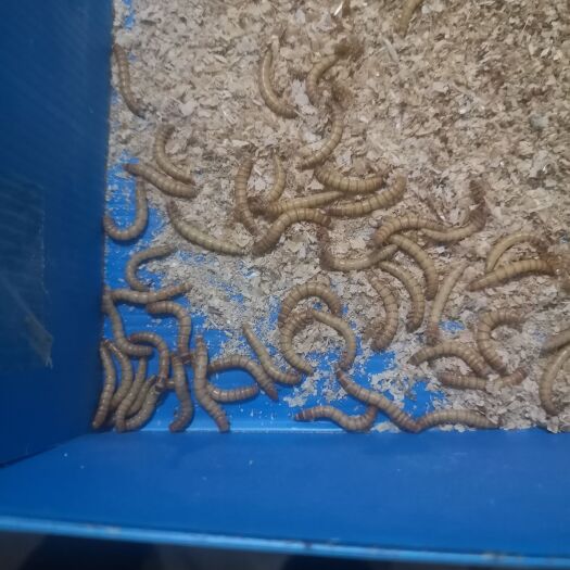 蠡县黄粉虫活体