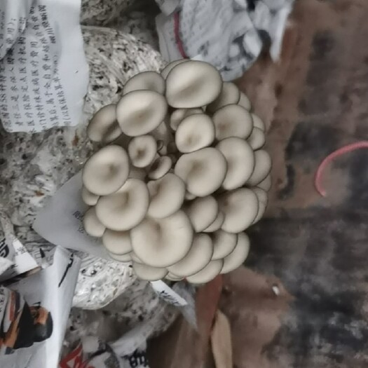海领菌类批发