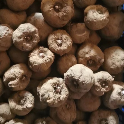 富源县大量出售魔芋种子看上朋友联系我