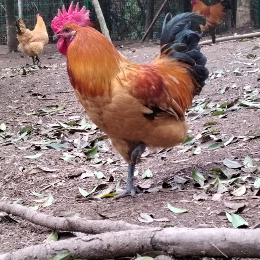 重庆市纯正高山高品质土鸡。油黄菌子大。肉质口感好。炖汤香。欢迎采购