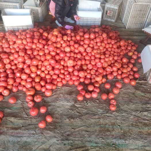 山东菏泽定陶黄店，西红柿大量上市了，欢迎老板看货订单，谢谢。