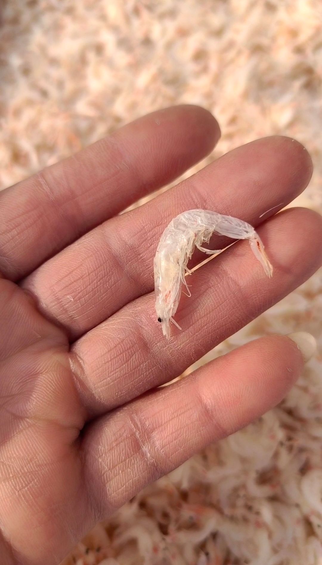 虾皮，无盐淡干大虾皮！个头大颜色漂亮干度好