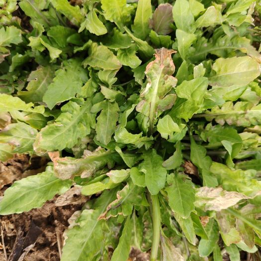 虞城县霜降荠荠菜
