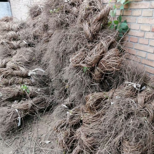 安国市裸根爬山虎 量大 规格齐全