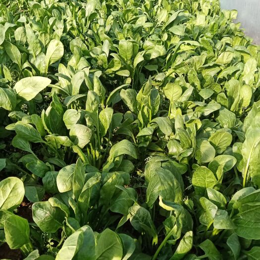 邯郸小叶菠菜