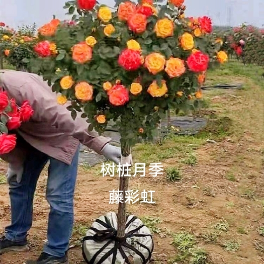 沭阳县树桩月季，花期长花多