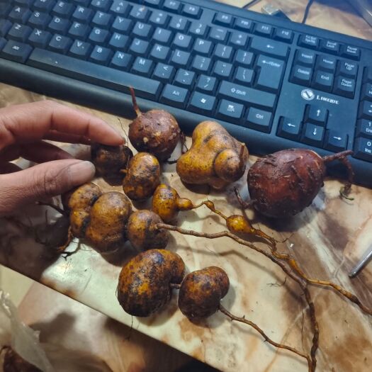 泸水市金果榄   新鲜出货   纯