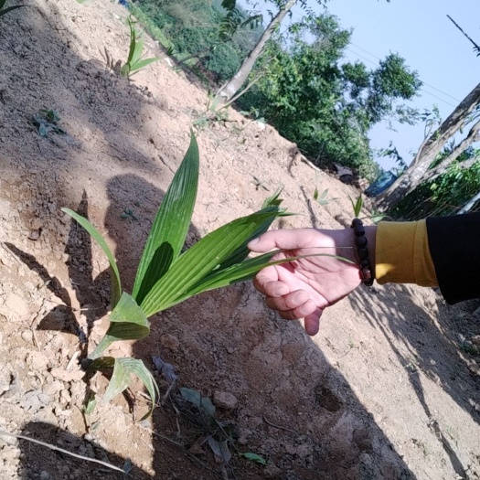 茂名正宗海南琼中槟榔苗种