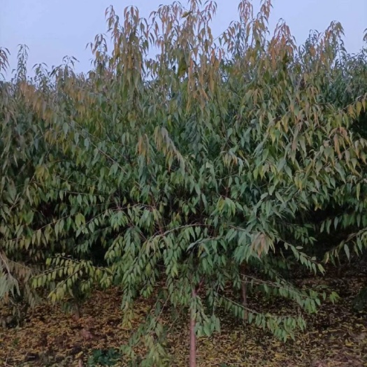 博野县5公分山桃
