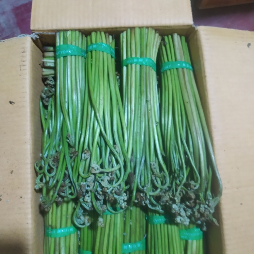 泸州高山野生蕨菜