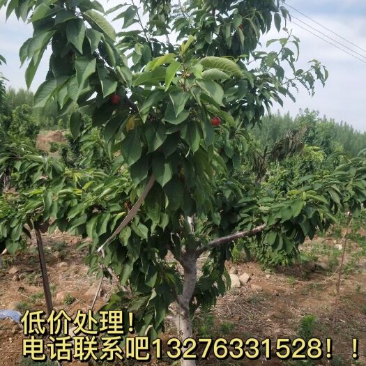 五莲县大樱桃树