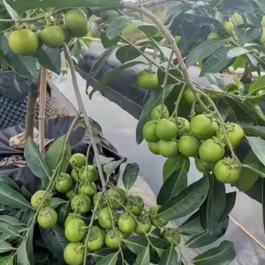 灵山县黑柿苗巧克力黑柿，嫁接苗，带土带叶发货