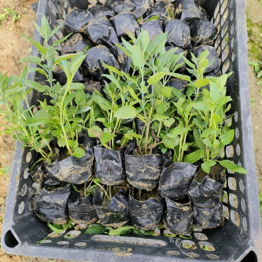鼠尾草