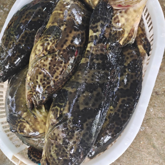 琼海市大石斑鱼批发-珍珠斑3-5斤/条销售