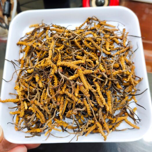 西宁冬虫夏草断草祁连干货小断草无竹签自用送礼泡酒煲汤打粉