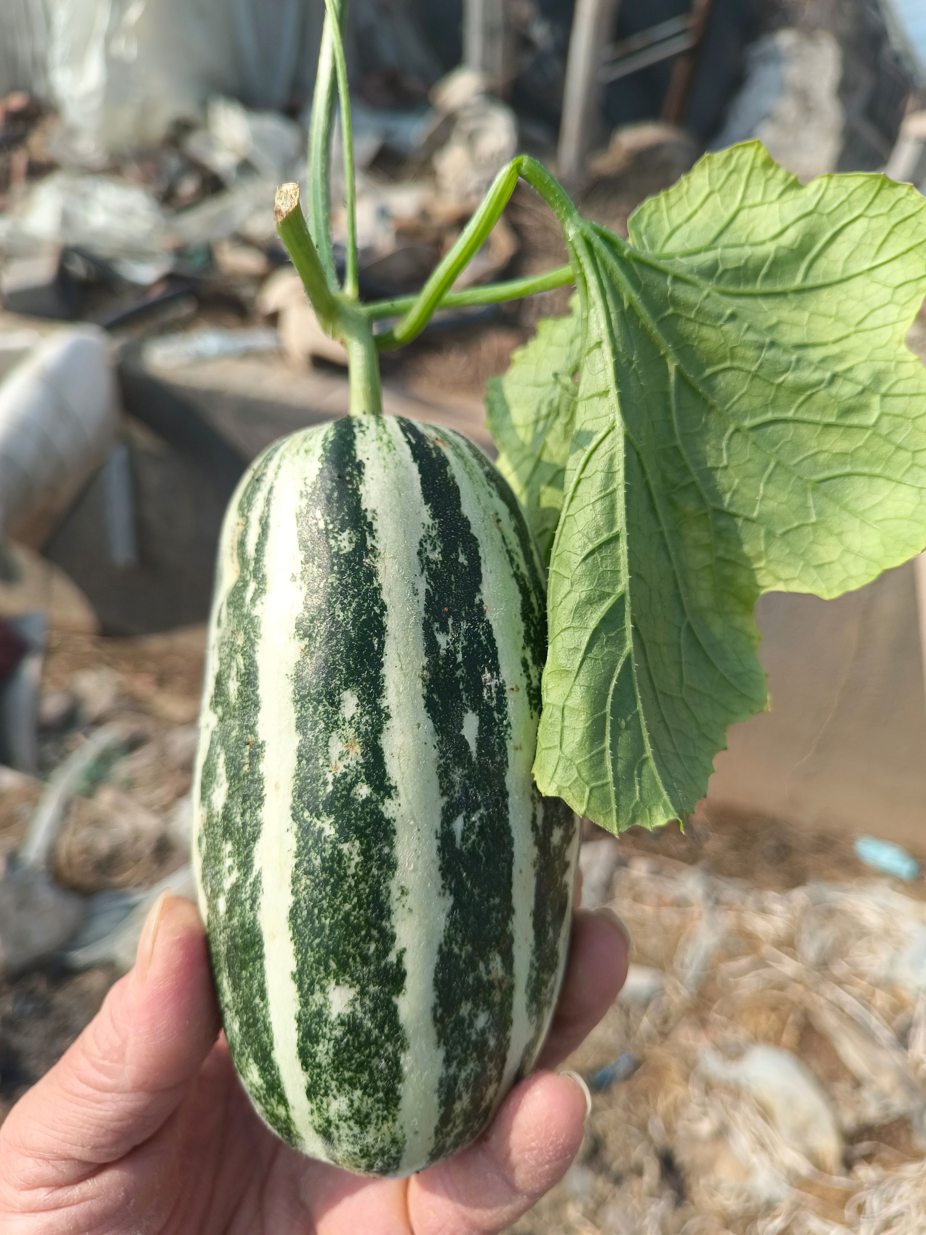 山东维坊博洋九大量上市对接市场批发商团购商电商微商超市采购商