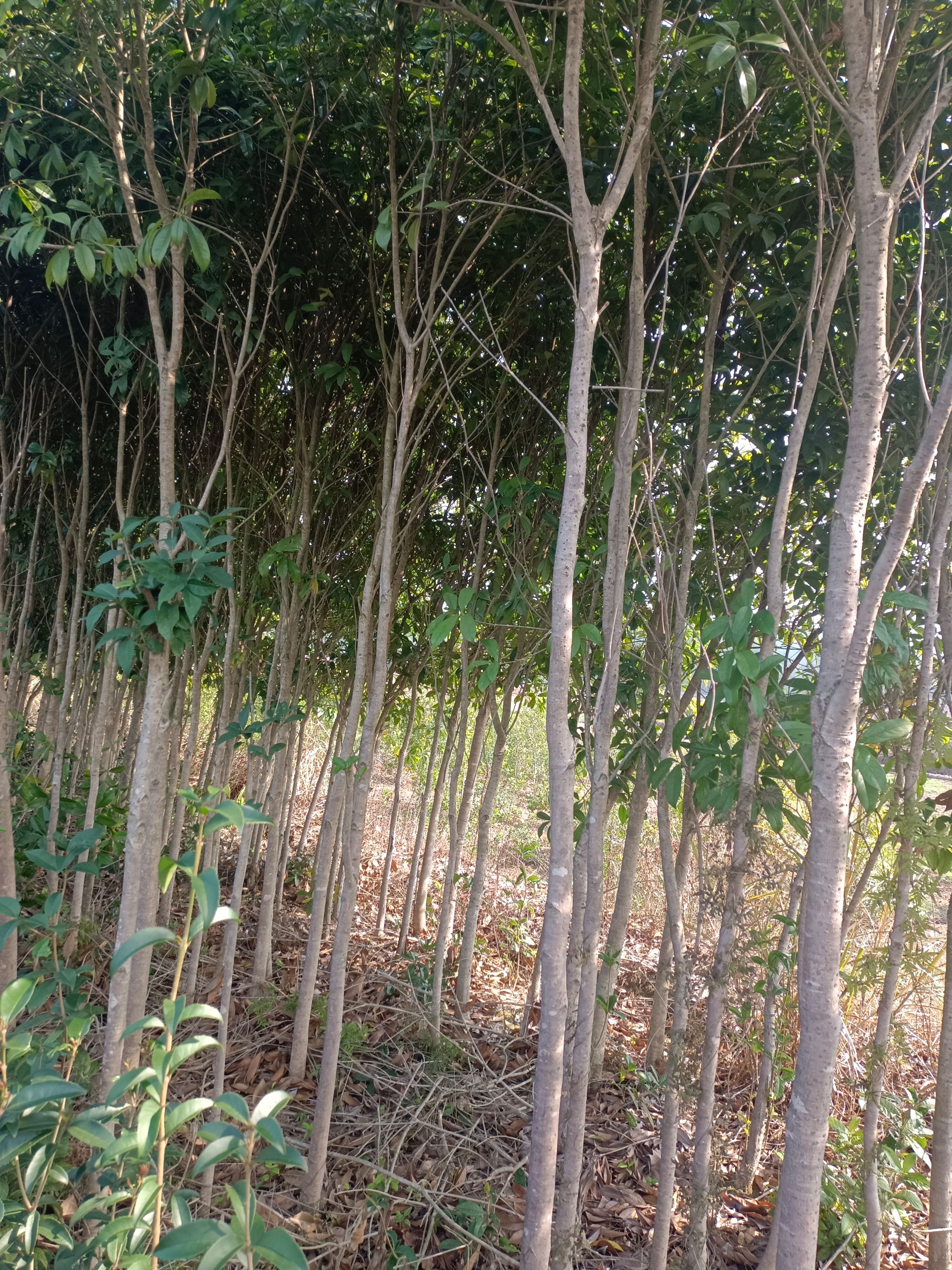 三至五公分切杆桂花，基地直销，价钱优惠