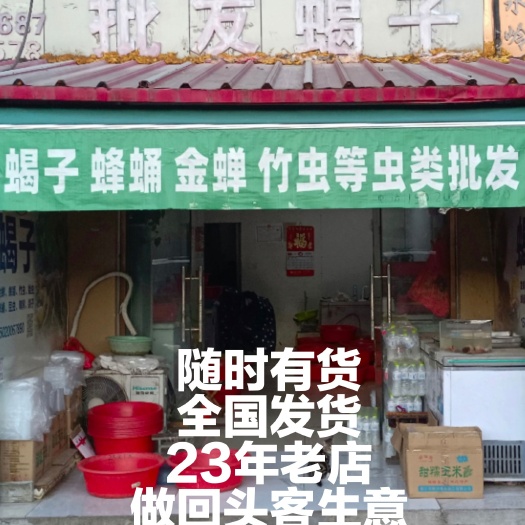 青岛蝎子全国发货，包邮，专业批发蝎子