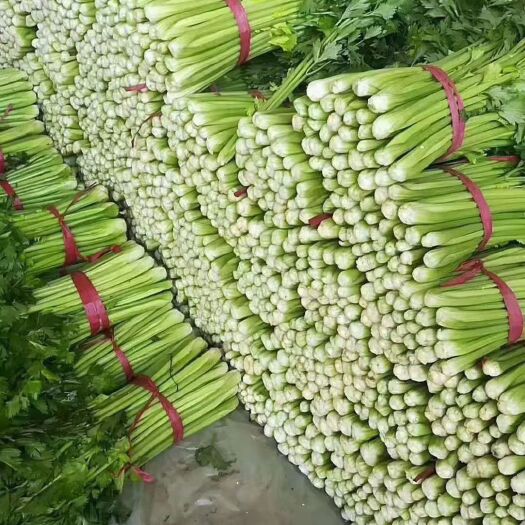 芹菜，西芹，法国皇后，产地直发。