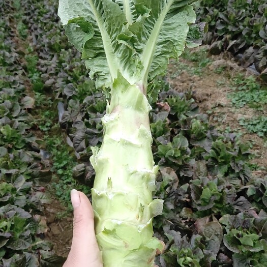 安顺紫叶香莴笋
