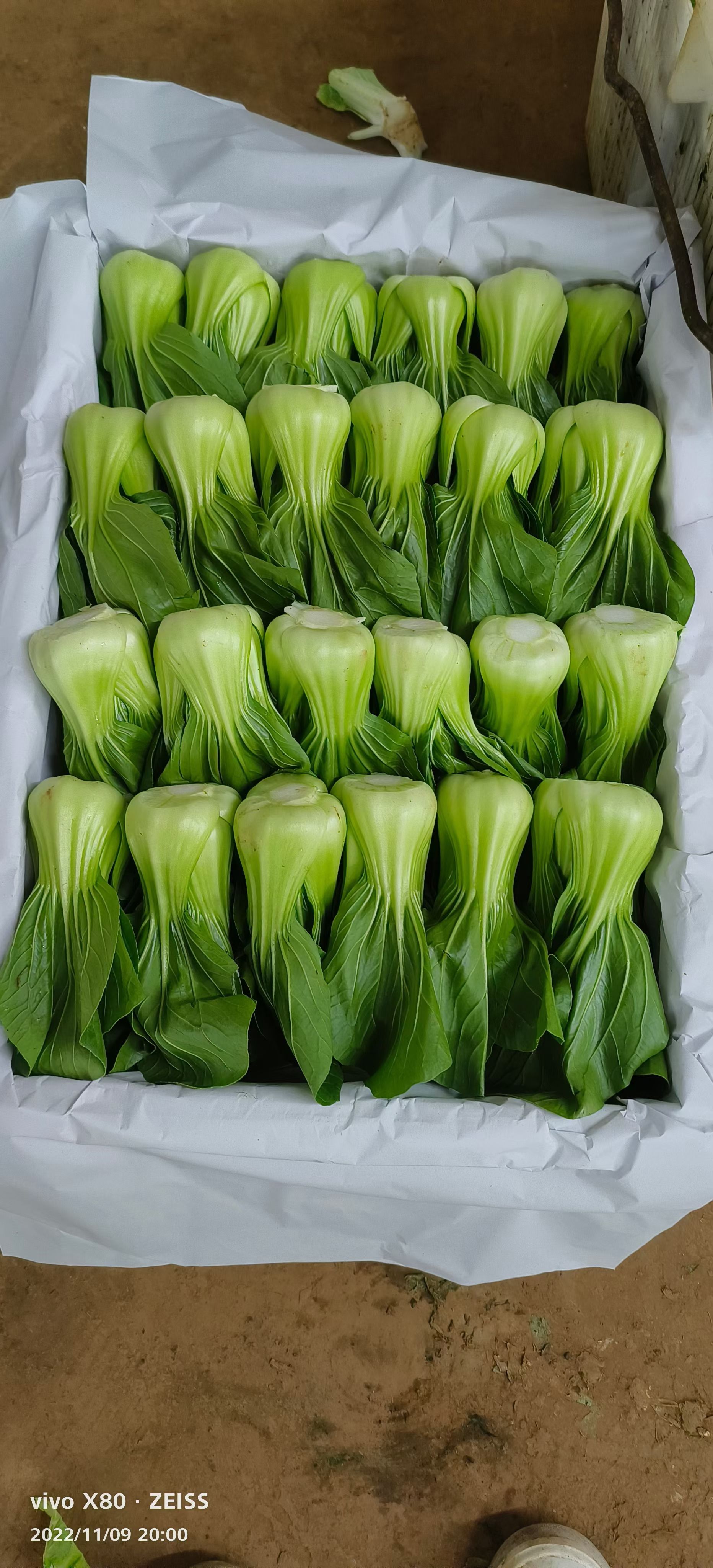 云南精品蔬菜，上海青，又名油菜