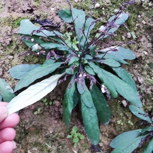 白花地斩头，白背草，白背仔。
