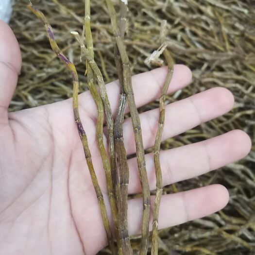 广州铁皮石斛条，大条，粗条，胶质好