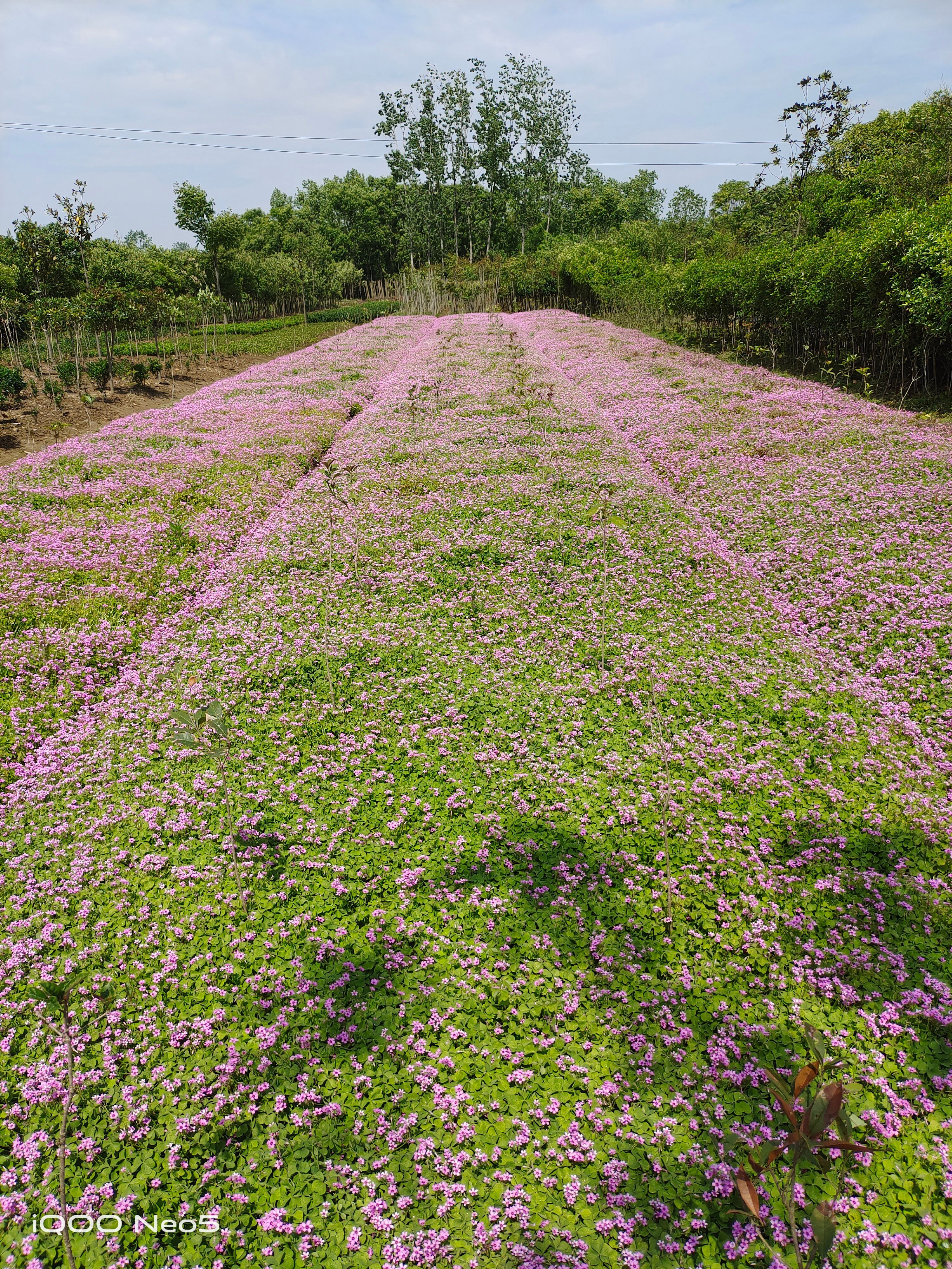 红花炸酱草，红花草