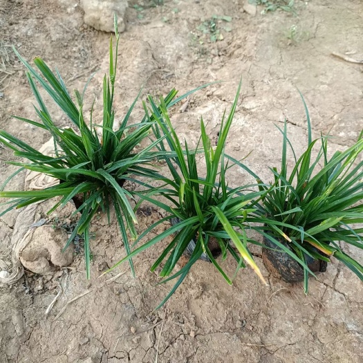 崂屿苔草
