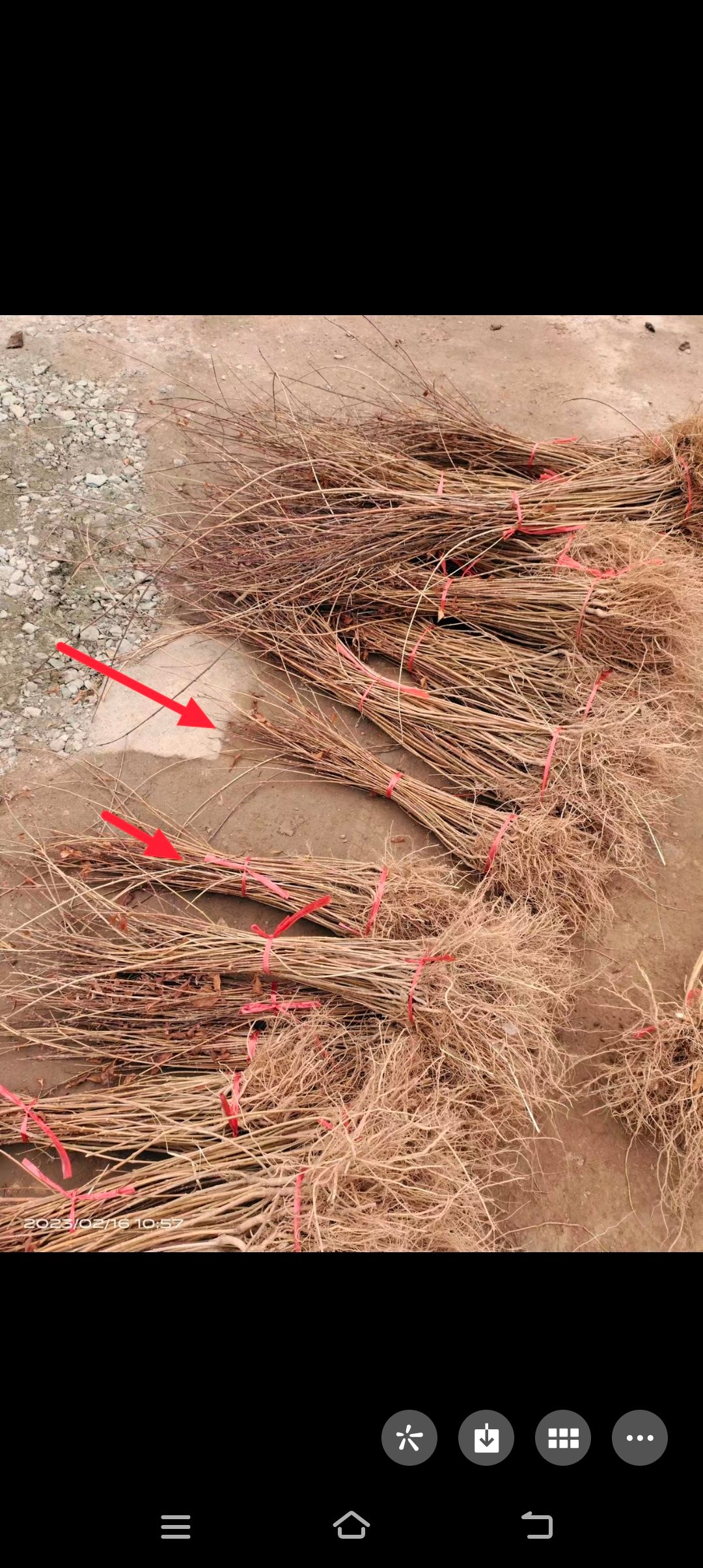 山西连翘苗三号大颗粒连翘提供栽种修剪方法