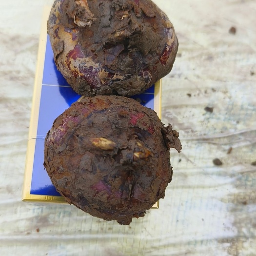 广西贺州马蹄，个头大，味道甜，产地一手货源，可以代发全国