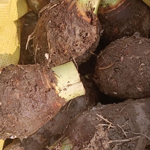 临武县大量香芋…槟榔芋上市。大小都有！欢迎大家采购！