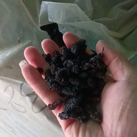 亳州桑椹