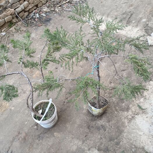 漯河松柏刺柏树品种繁多