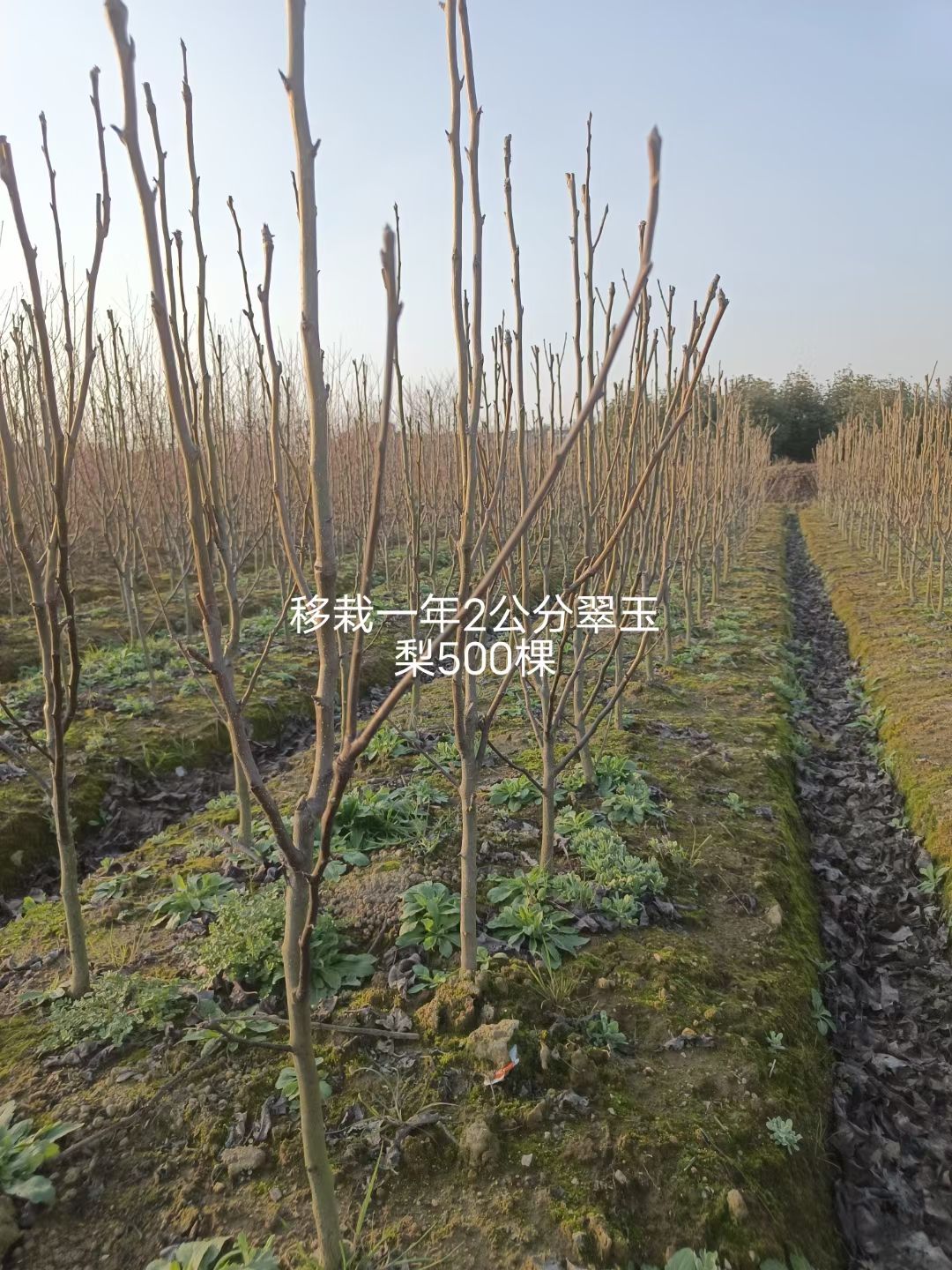 2公分翠玉梨苗
