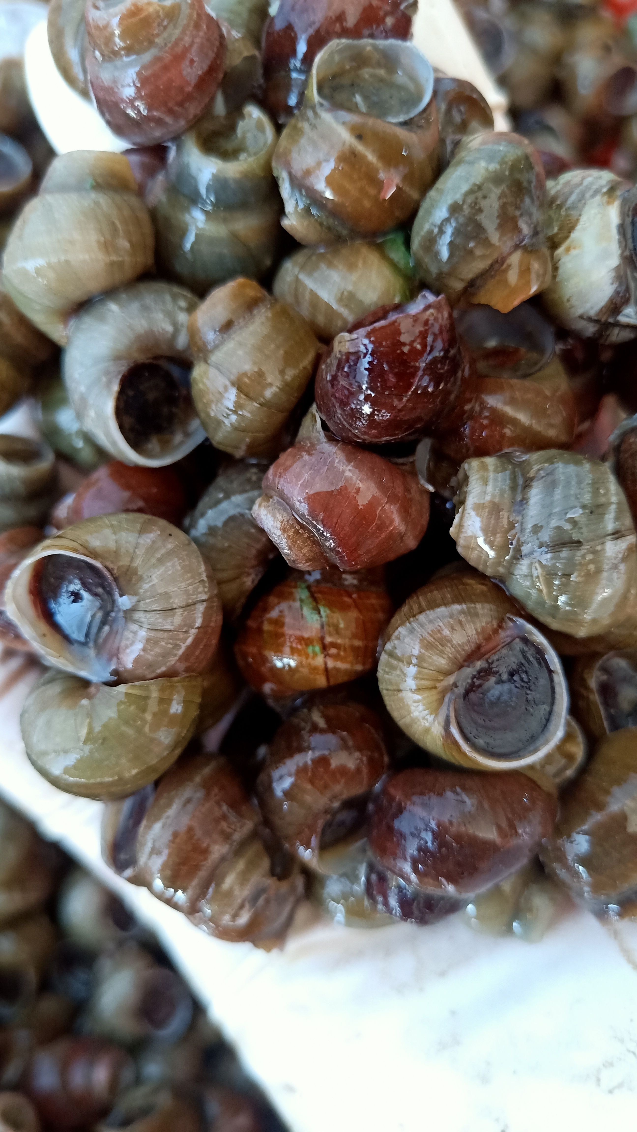 去尾石螺 淡水螺 汤螺 大排档烧烤麻辣田螺 剪尾石螺