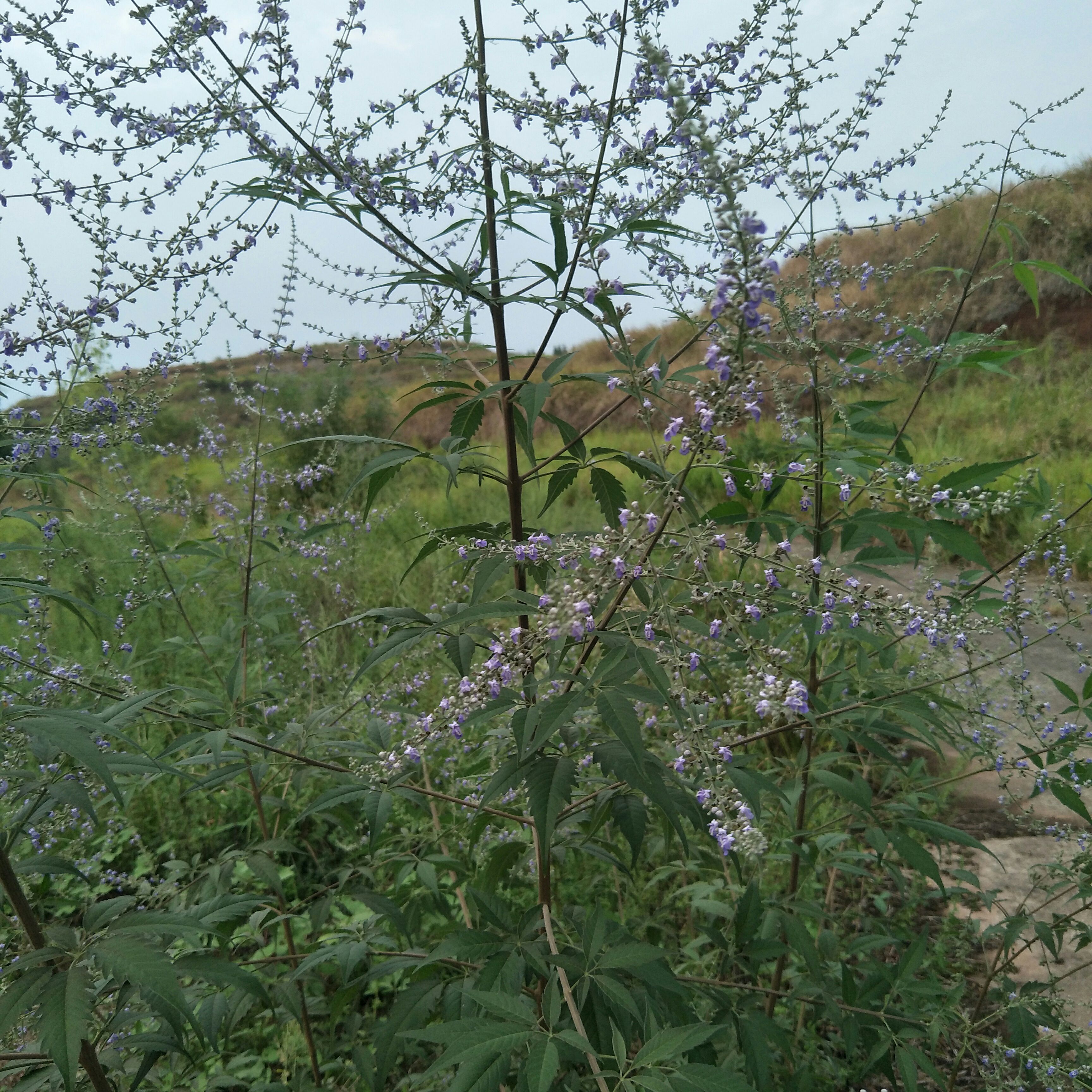 牡荆苗，自然生长无化肥农药污染，可盆栽绿化，！！！！！！