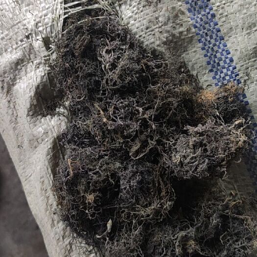  印尼龙须菜 小种真江蓠 干货 水分18% 提炼琼脂条 饲料级