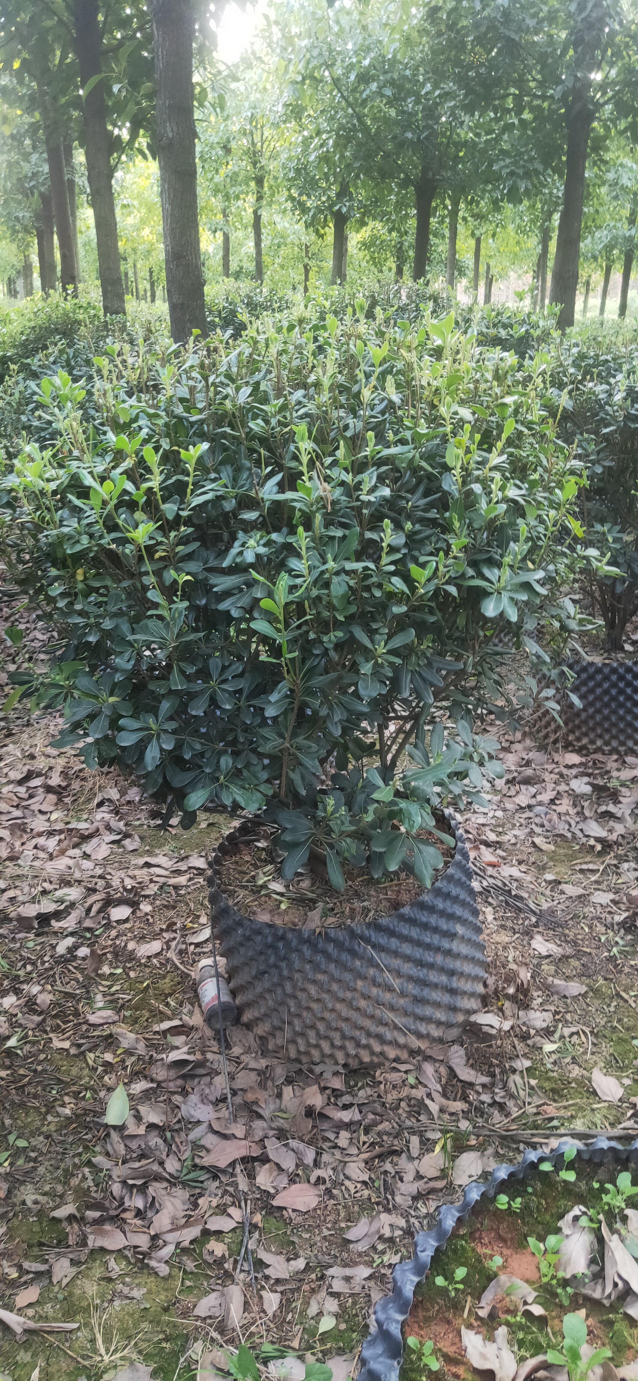 海桐球  云南海桐球  各种规格海桐球