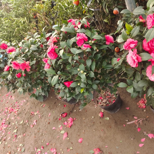 平邑县四季十色茶花树苗香妃当年开花多色花卉盆栽绿植室内盆景花苗好养