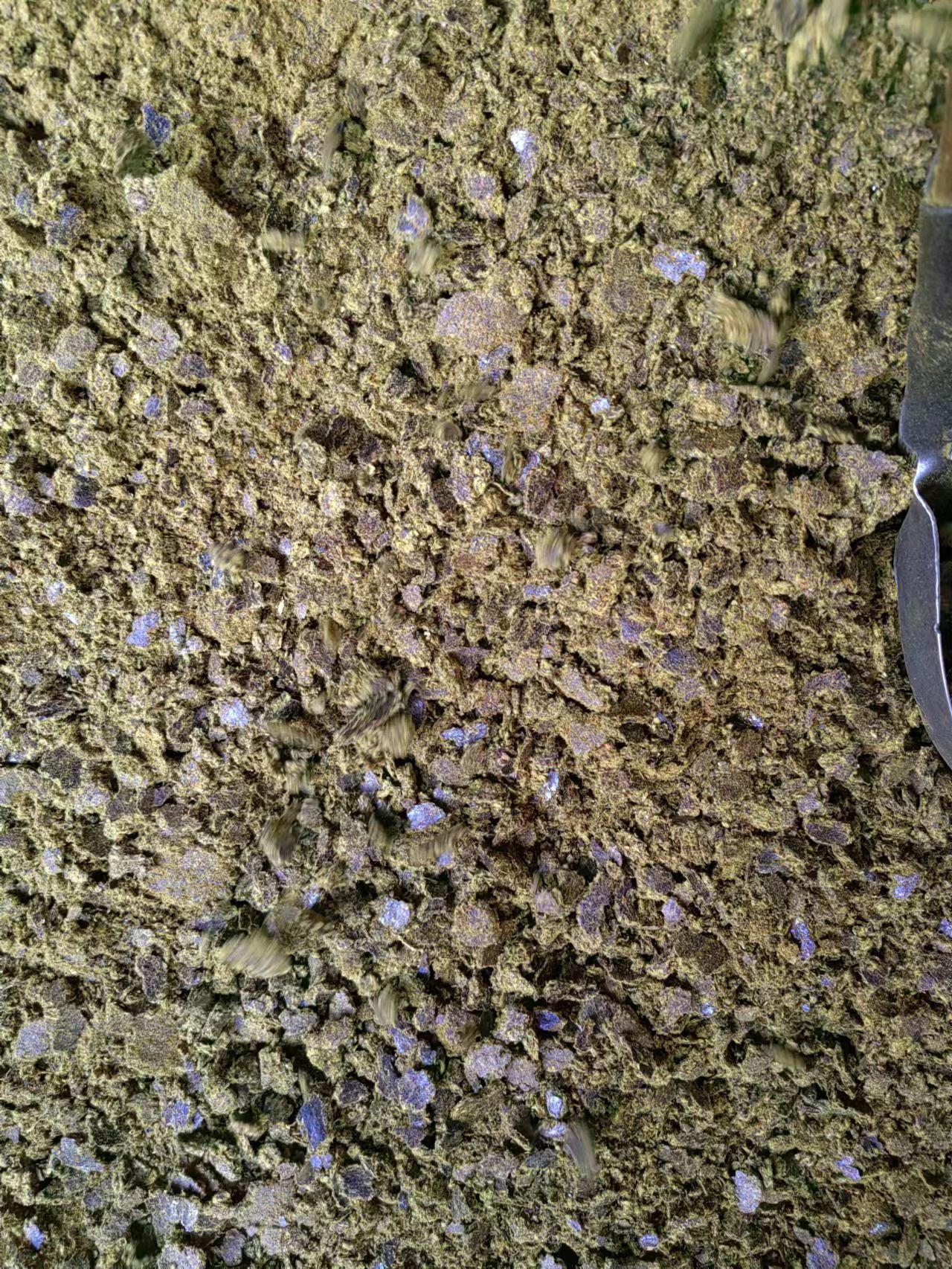 棉籽饼 ！棉籽饼 ！棉籽饼 ！反刍动物可直接喂食，广泛用于