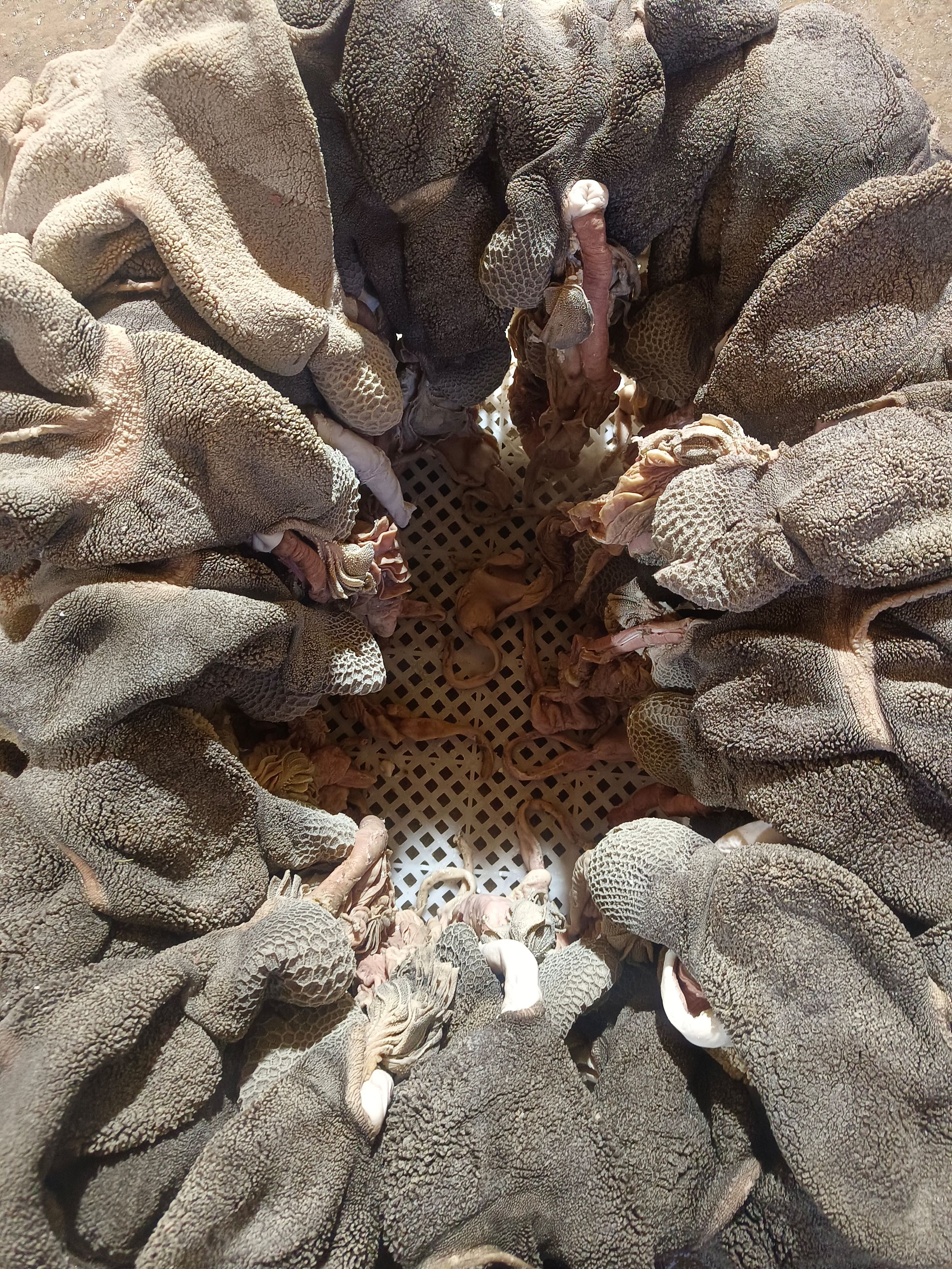 育肥羊熟黑毛肚纯干无水发没有填加剂全熟