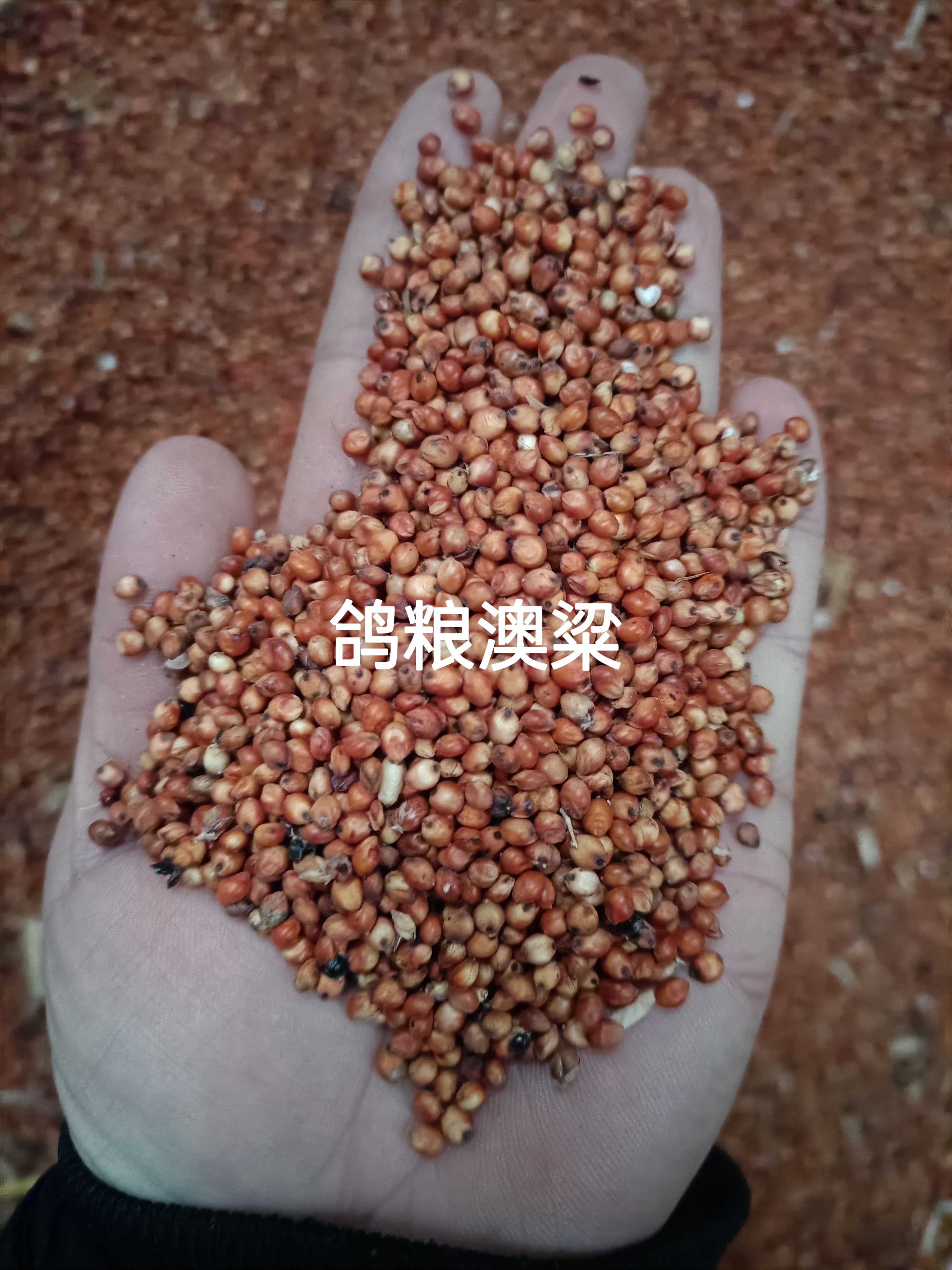 澳洲红高粱~澳粱，米粱，酒粱，鸽粮